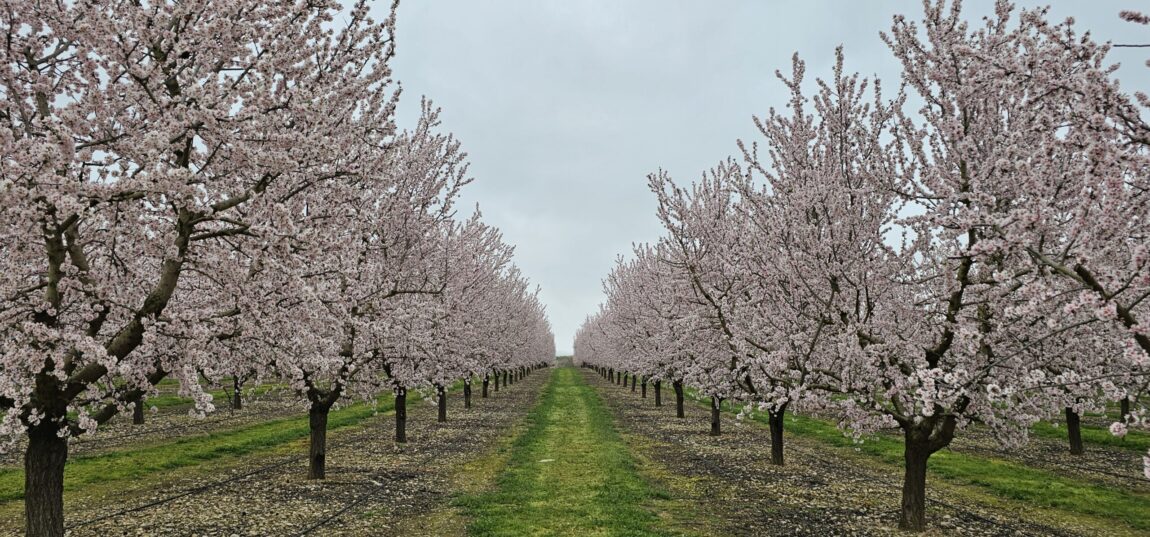 L’Urgell: llum, colors, aromes…
