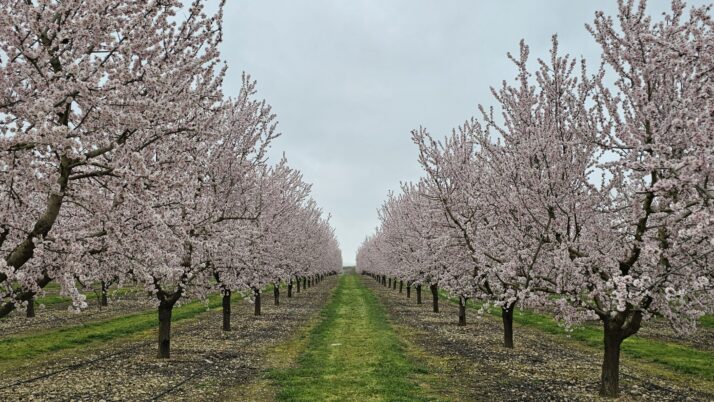 L’Urgell: llum, colors, aromes…