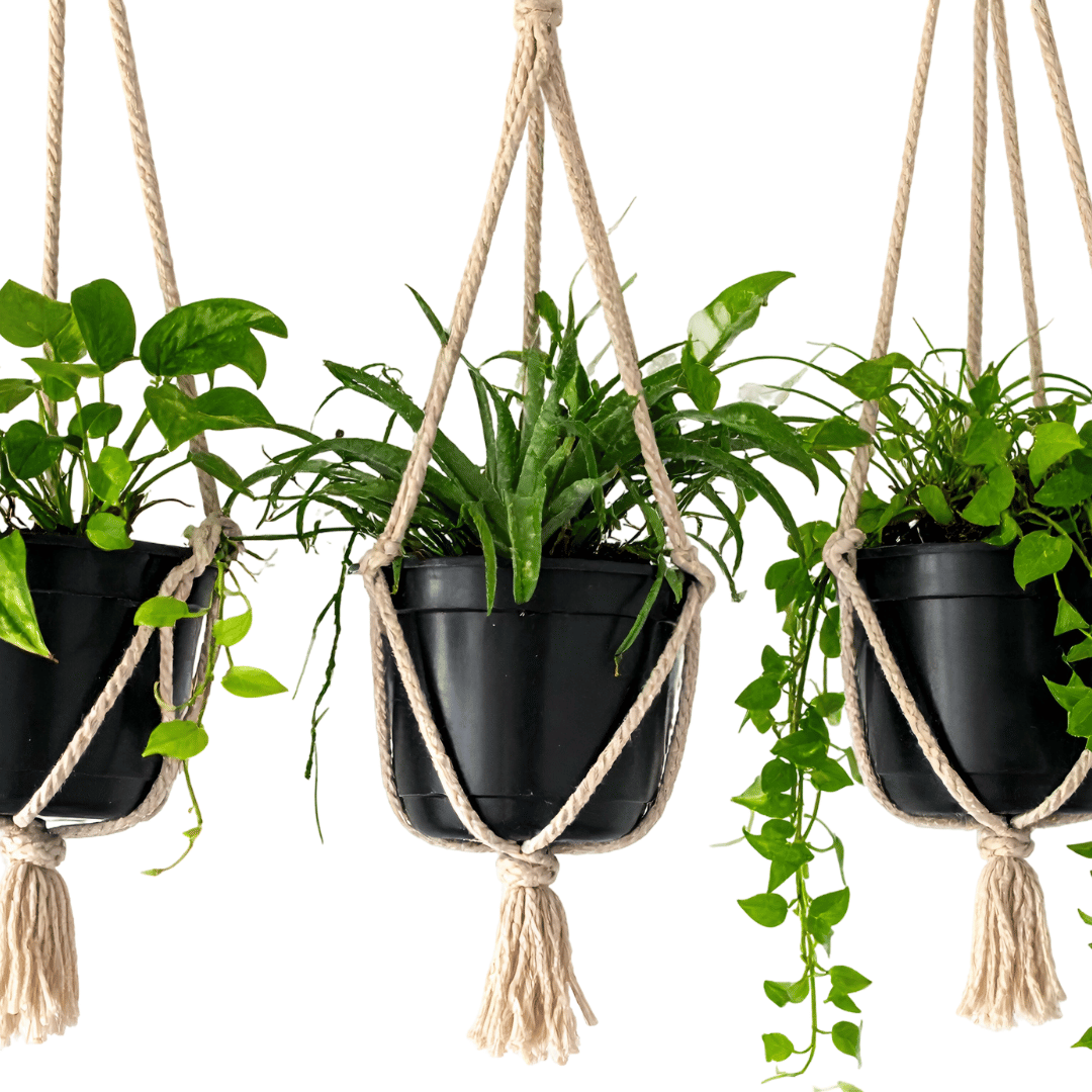 Descripción de la imagen